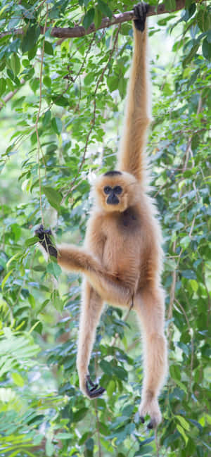 iPhone Xs Max Gibbon -tausta — iPhone 13 Pro Max Taustakuvat