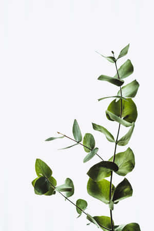 Plant Background — Xiaomi Pad Taustakuvat