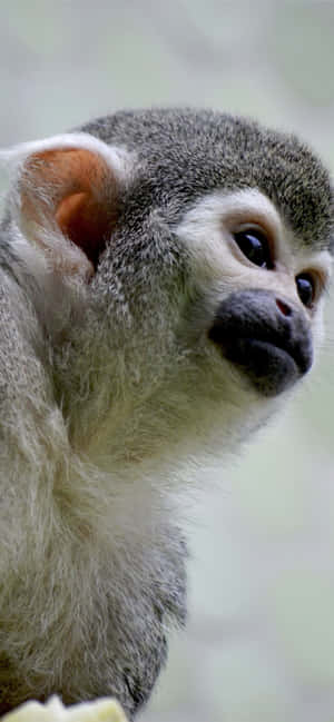 Android Gibbon -tausta — POCO M7 Plus Taustakuvat