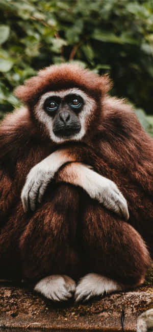 Android Gibbon tausta — POCO M Taustakuvat