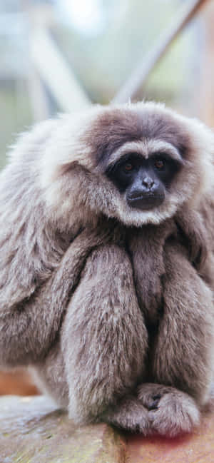 Iphone Xs Max Gibbon -tausta — Redmi 15 Taustakuvat