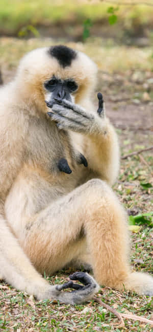 Iphone Xs Max Gibbon -taustakuva — Galaxy A Taustakuvat