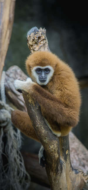 Iphone Xs Max Gibbon -tausta — POCO M Taustakuvat