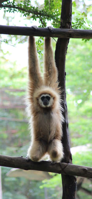 Iphone Xs Max Gibbon -tausta — Huawei nova Taustakuvat