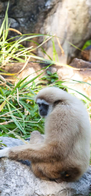 Iphone Xs Max Gibbon -tausta — Oppo F31 Taustakuvat