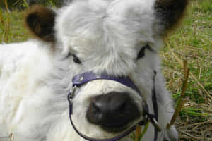 Söpöjä lehmäkuvia