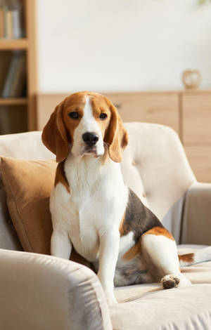 Beagle-koira istuu sohvalla — POCO Pad C1 Taustakuvat