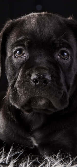 Cane Corso -tausta — Moto G Power (2025) Taustakuvat