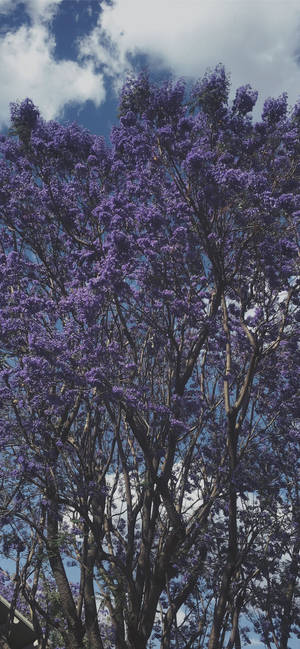 Cool Purple Tree -taustakuva — iPhone 15 Pro Max Taustakuvat