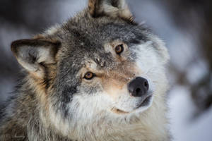 Cool Wolf  Ihastuttava Katse — Siisti susi Taustakuvat