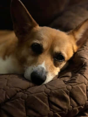 Corgi-hauskat kuvat — iPad Pro 13 Taustakuvat