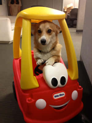 Corgi-hauskat kuvat — iPad Air 13 Taustakuvat