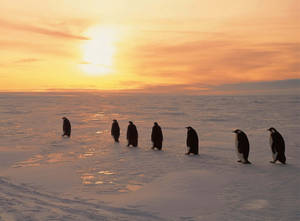 Pingviinit luminen auringonnousu taustakuva — Auringonnousu Taustakuvat