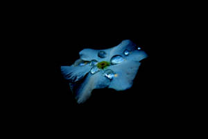 AMOLED-taustakuva sinisestä kukasta pisaroiden kanssa mustalla taustalla