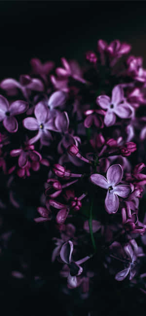 Violetti kukkataustakuva — Realme C73 Taustakuvat