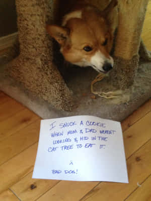 Corgi Hauskat Kuvat — iPad Pro Taustakuvat