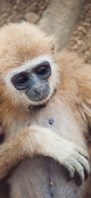 Iphone Xs Max Gibbon -tausta — Redmi K Taustakuvat