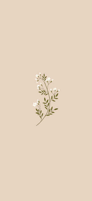 Esteettinen beige tausta — Esteettinen beige Taustakuvat