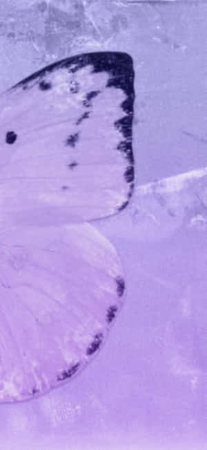 Esteettiset Violetti Kuvat — Honor Play Taustakuvat