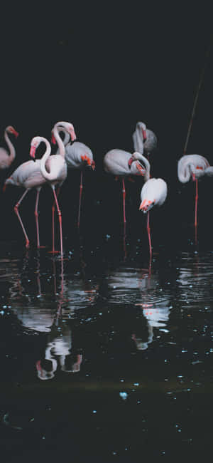 Valokuvaus Flamingo iPhone — Vivo X Taustakuvat