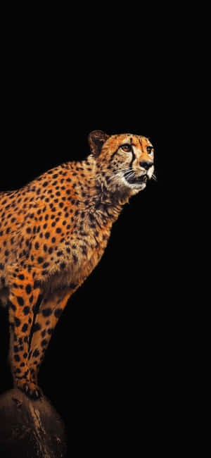 Cheetah Iphone — Huawei nova 15 Taustakuvat
