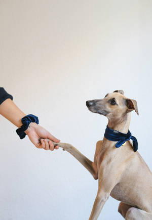 Greyhound kättelee -taustakuva — IQOO Pad5 Taustakuvat