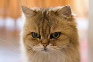 Grumpy Cat -kuvia — MacBook Air 15 Taustakuvat
