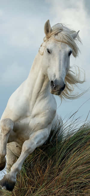 Beautiful Horse iPhone — Xiaomi 18 Pro Taustakuvat
