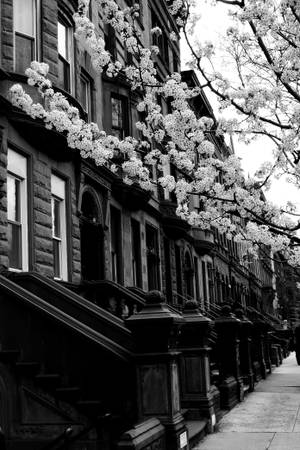 Harlem Neighborhood New York mustavalkoinen — Xiaomi Pad 8 Pro Taustakuvat