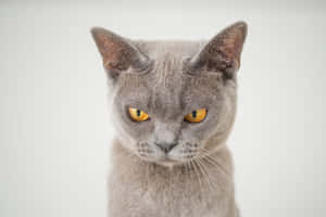 Grumpy Cat -kuvia — MacBook Pro M2 Taustakuvat