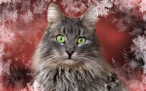 Harmaa kissa pörröisellä turkilla ja söpöllä kuonolla lumihiutaleita sisältävässä talvisessa taustassa. Eläimiä jouluna.