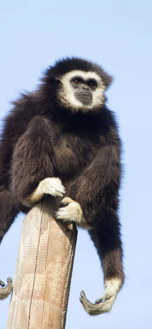 Iphone Xs Max Gibbon -taustakuva — Oppo F33 Taustakuvat