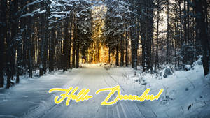 Hello December Winter Forest -taustakuva — Aamunkoitto Taustakuvat