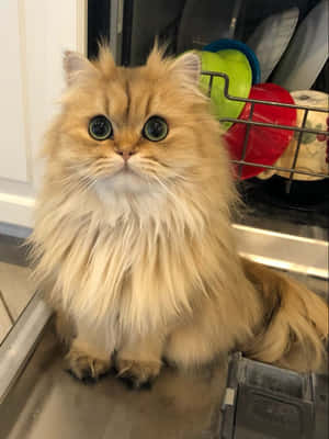 persialaiskissa kuvia — Kissa Taustakuvat