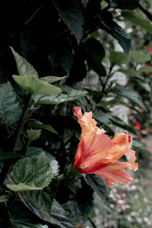 Hibiskuskukka Kasvi Esteettinen — Kasviestetiikka Taustakuvat