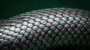 Yksityiskohtainen makrokuva Slytherinin käärmeensuomuista. — Slytherin estetiikka Taustakuvat