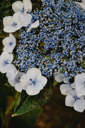 Hortensia Serrata -sinisiä kukkia puhelimelle — Huawei MatePad 11.5 (2025) Taustakuvat