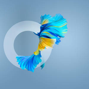 Huawei Mate 40 Pro fish -taustakuva — Huawei Taustakuvat