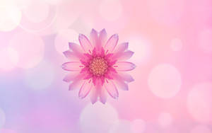 Huawei Pink Flower -taustakuva — Huawei Taustakuvat