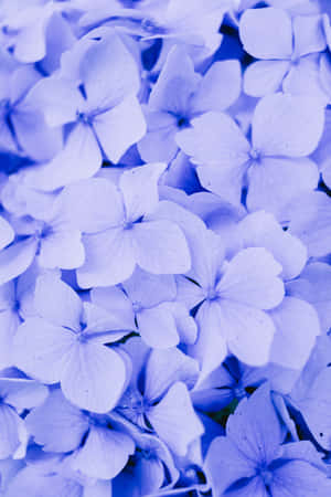 Hydrangea-siniset kukat puhelin — Huawei MatePad 11.5 (2026) Taustakuvat