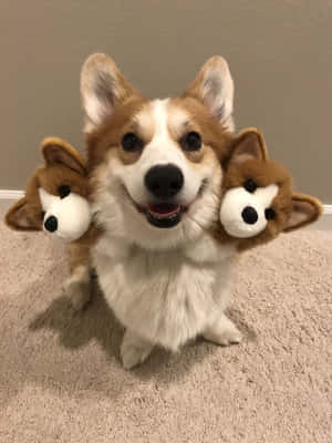 Corgi-hauskoja kuvia — iPad 9. sukupolvi Taustakuvat