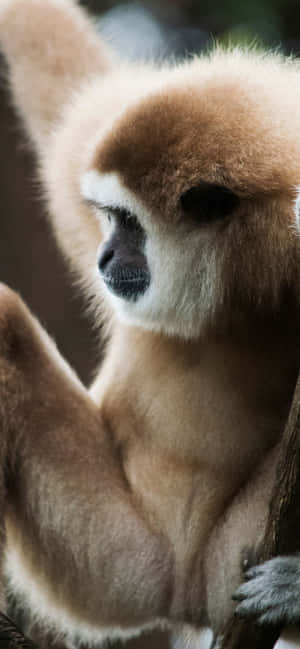 iPhone Xs Max Gibbon -tausta — iPhone 14 Plus Taustakuvat
