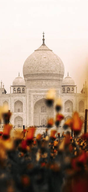 Intialainen Esteettinen Taj Mahal Kukat — iPhone 12 mini Taustakuvat