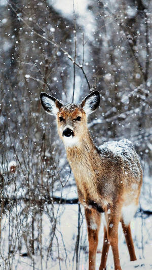 Iphone 12 Pro Max Deer Winter -taustakuva — iPhone 12 Pro Max Taustakuvat