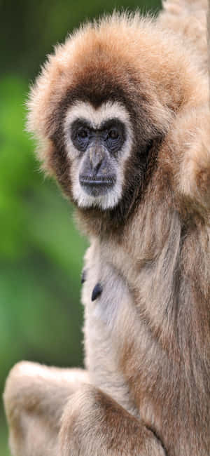 Iphone X Gibbon Tausta — Galaxy A Taustakuvat