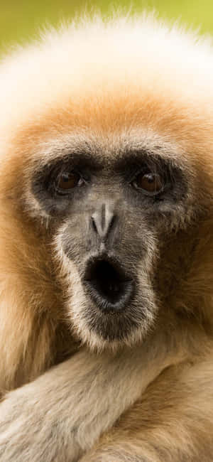Iphone X Gibbon Taustakuva — Vivo Y500 Taustakuvat