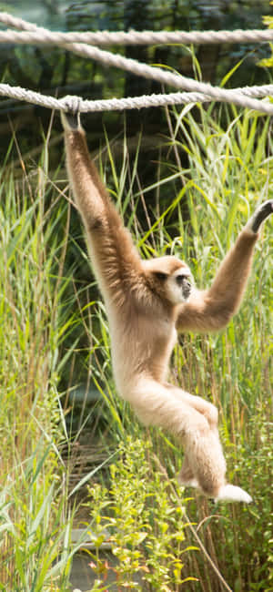 Iphone X Gibbon taustakuva — Vivo Y600i Taustakuvat
