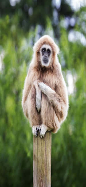 Iphone X Gibbon Tausta — Vivo Y6 Taustakuvat
