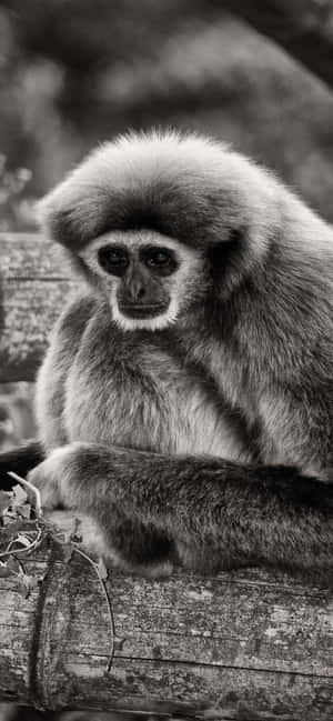 Iphone Xs Max Gibbon -taustakuva — iPhone Xs Taustakuvat