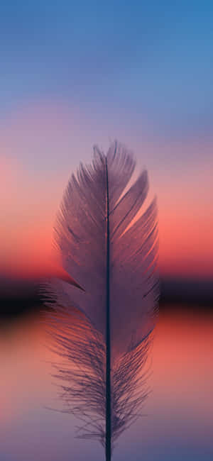 Höyhenkuvia — Honor 600e Taustakuvat